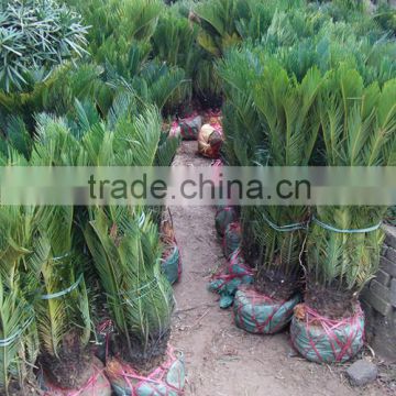 Indoor and outdoor plants Cycas revoluta Thunb.