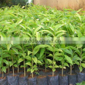 Vietnam Pure/impure Agarwood Oil/Aquilaria Oil/oud Oil photo-3