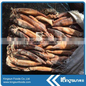 Frozen Argentinus Argentina Illex Squid Exporter photo-4