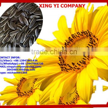 best dried largest three strip new crop american sunflower seeds