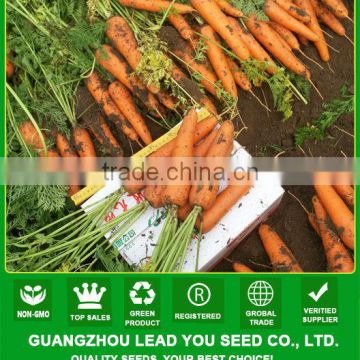 CA08 Orande 8-inches upscale red chinese carrot seeds