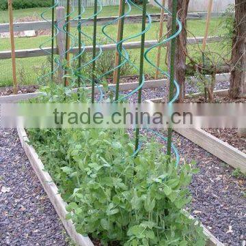 tomato spirals wire