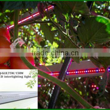 75w interlighting LED grow bar to replace 100w hps grow light