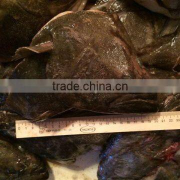 Greenland Halibut Fish Head photo-4
