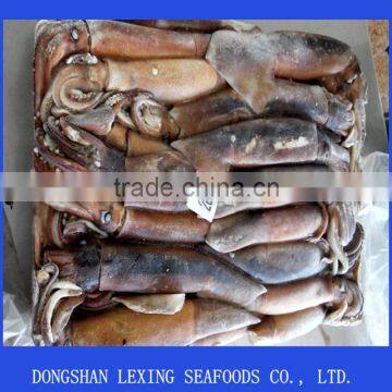 Frozen Illex Squid For Bait