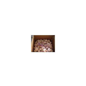 Pure White Garlic