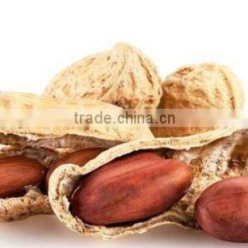 bold peanut suppliers