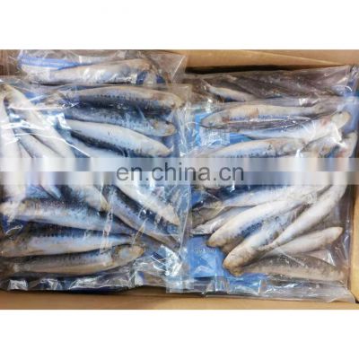 Hot sale IQF sardine fish for  export for fishing bait