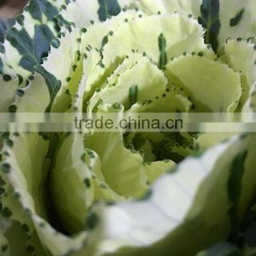 Top grade top sell Brassica