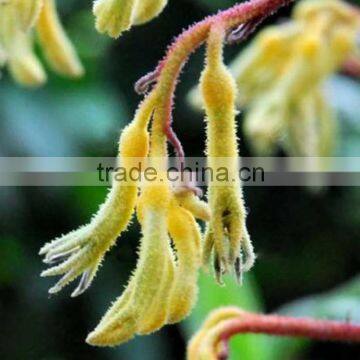 Super quality Haemodoraceae fresh cut flower high quality