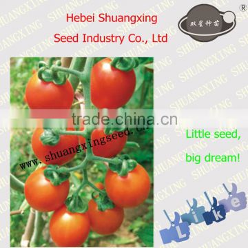 Yellow Tomato Seed Chinese vegetable seeds