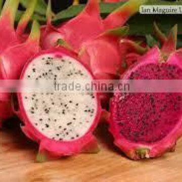 BEST PRICE FRESH DRAGON FRUIT WITH HIGH QUALITY