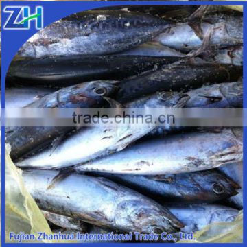 new fishing frozen tuna bonito fish with prices