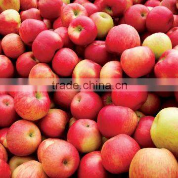 Best Price Fuji, Gala Golden Apples