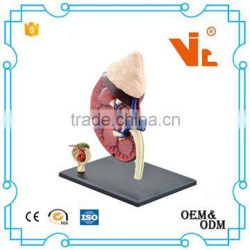 V-HM05 4D MASTER Human kidney structure model