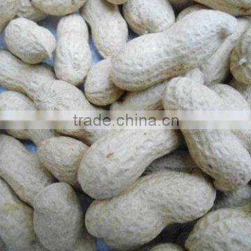 china 2015 crop raw peanuts