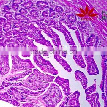 Individual slides you can choose from Professional Teaching Aid for Students Human Histology Pathology Prepared Slides