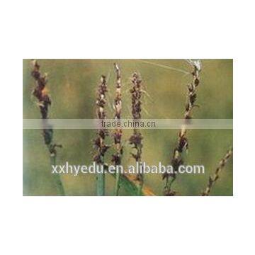 Basidiomycotina Microscope Prepared Slides , wheat disease Prepared Slide