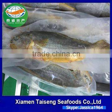 Frozen Seafoods Frozen Yellow Croaker photo-2