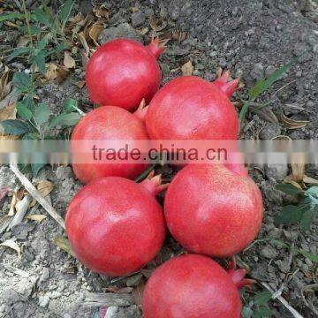 Fresh Pomegranate Sweet and Red Fruits