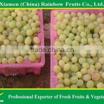 Green seedless grapes