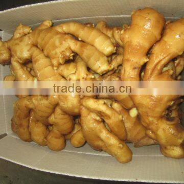 China new fresh Ginger for export
