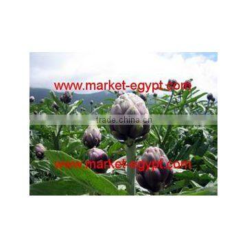 Violet Artichokes From Market Egypt