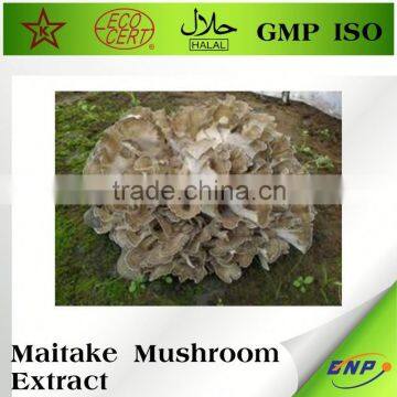 Dried Shiitake Mushroom Extract Powder