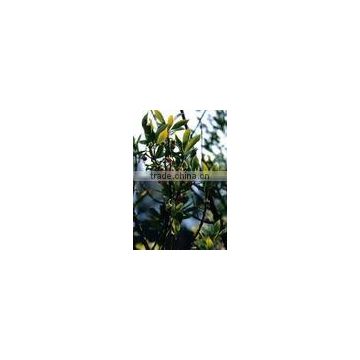 Superior Illicium verm Extract