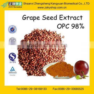 GMP Manufacturer Supply Natural OPC Grape Seed Extract