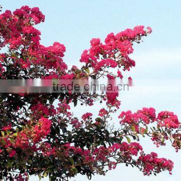 Lagerstroemia indica