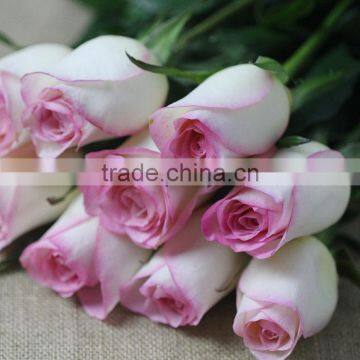 Hot Sale Fresh Cut Rose Flowers With Pink Edge