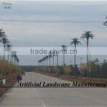 Garden Outdoor Uv-protected Date Palm Tree Canary Date Palm Tree photo-6