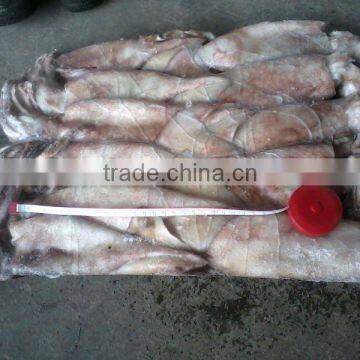 Frozen WR Squid( todarodes pacificus)100-150g