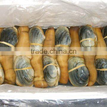 Geoduck Clams photo-5