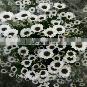 2017 New Da Lat Chrysanthemum Fresh Cut Flowers With Various Colors