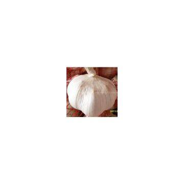 fresh normal white garlic