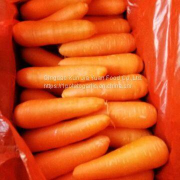 Fresh Carrots photo-2