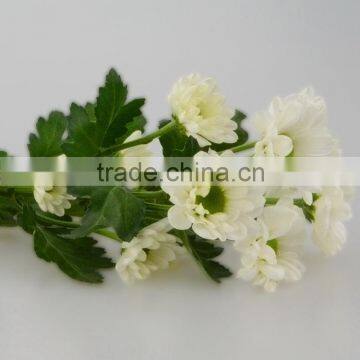 Best quality useful white chrysanthemum flowers