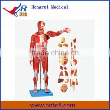 78cm Muscles of Male with Internal Organs Model