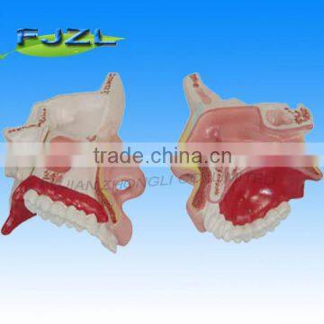 nose anatomy nasal cavity model