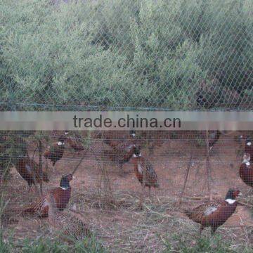 Poultry Netting Fence