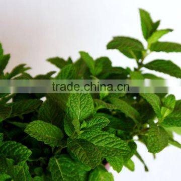 Flavour Oil Spearmint (Natural & Pure)