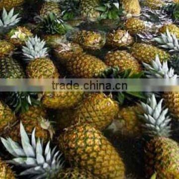 Best Price Fresh Yellow Pineapple