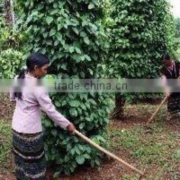 High Quality Cleaned Whole black pepper 500G/L 550G/L 570G/L 580G/L