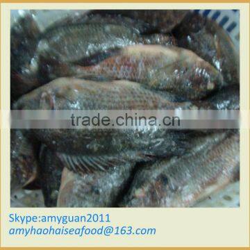 Frozen Whole Round Tilapia