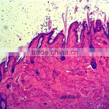 University students study animal histology slides zoology different prepared histology slides