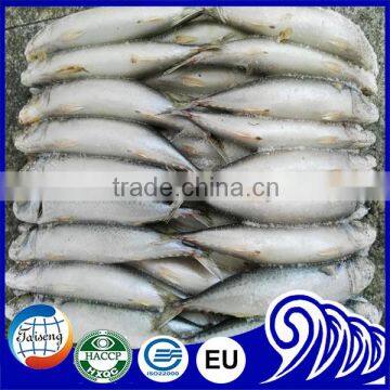 Frozen Mackerel Fish Good Price 200/300g