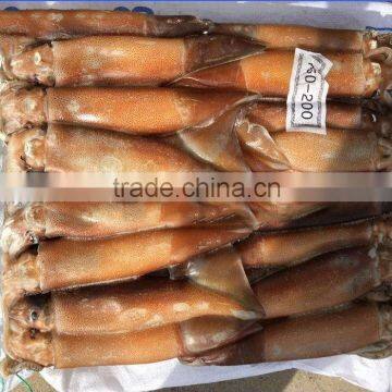Frozen Argentina Squid