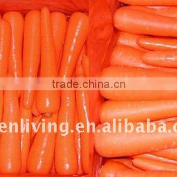 carrot storage of China